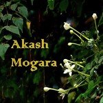 Akash Mogara - Anuradha Kuber Song Download